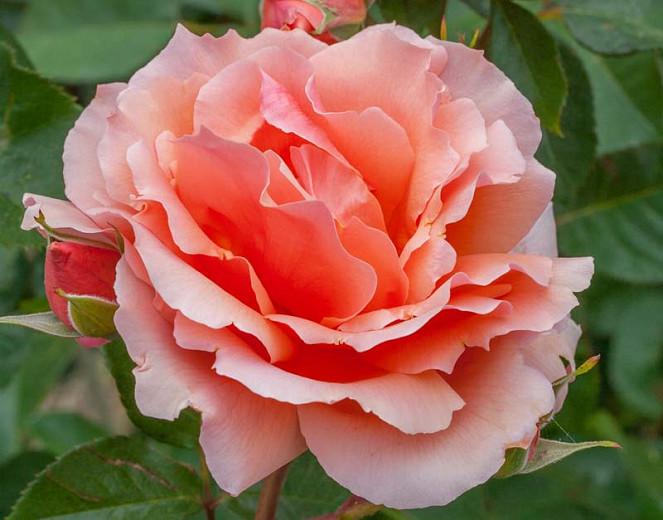 Rosa Apricot Candy™ (Hybrid Tea Rose)
