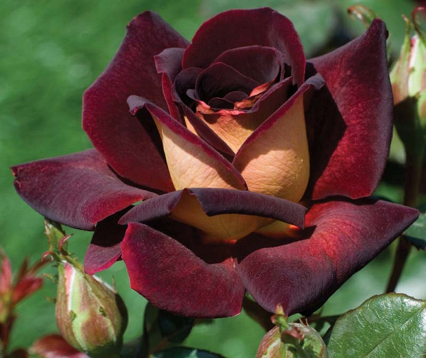 Rosa Dark Night (Hybrid Tea Rose)