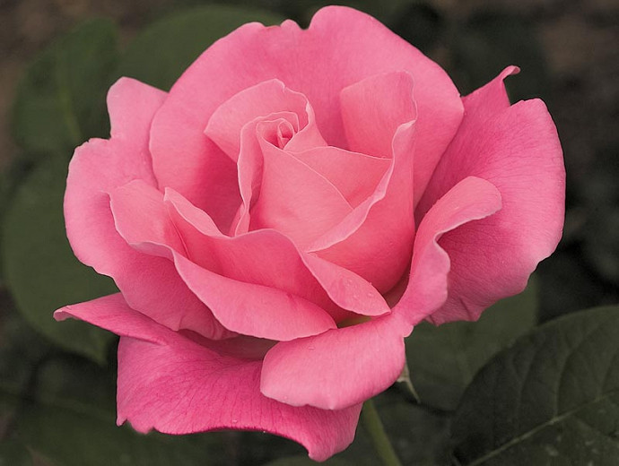 Rosa Perfume Delight (Hybrid Tea Rose)