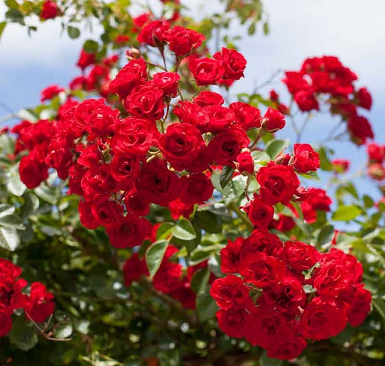 Rosa Scarlet Meidiland® (Shrub Rose)