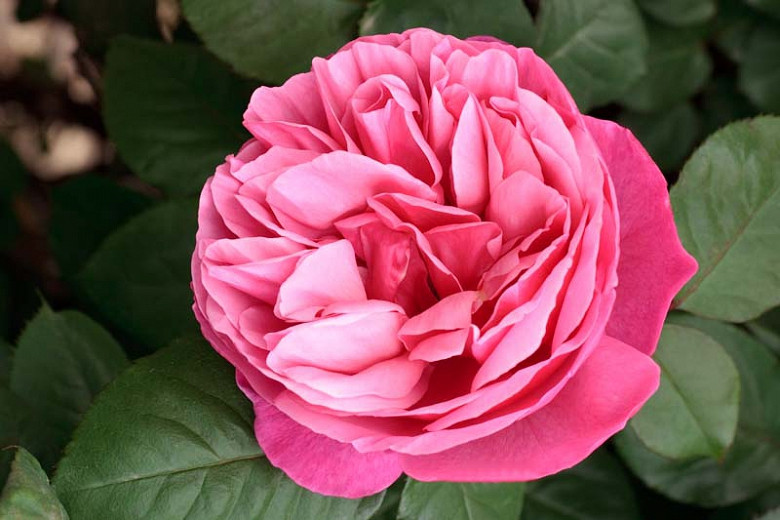Rosa Dee-Lish® (Hybrid Tea Rose)