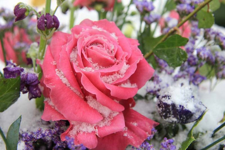 Rosa Curly Pink (Hybrid Tea Rose)