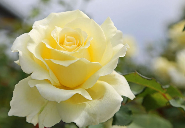 Rosa Lily Pons (Hybrid Tea Rose)