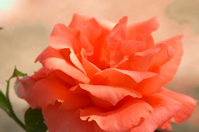 Rosa Maria Stern (Hybrid Tea Rose)