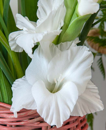 Gladiolus Alaska (Sword Lily)