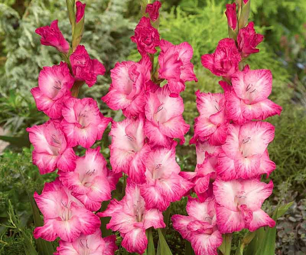Gladiolus Cantate (Sword-Lily)