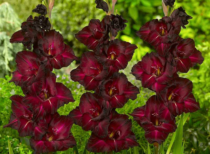 Gladiolus Black Surprise (Sword-Lily)