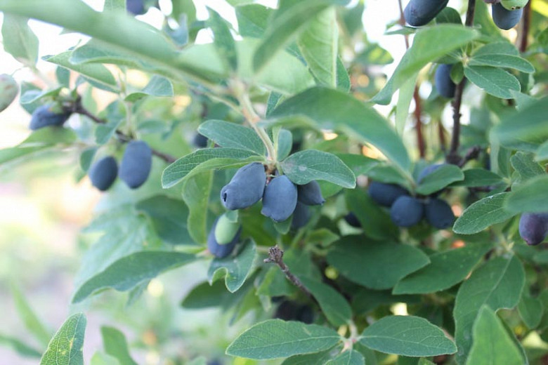 Lonicera caerulea Blue Velvet (Honeyberry)