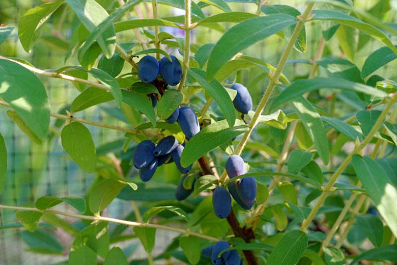 Lonicera caerulea Borealis (Honeyberry)