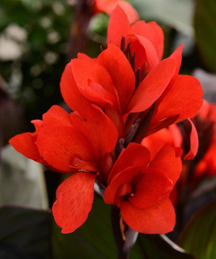 Canna Cannova Bronze Scarlet (Canna Lily)