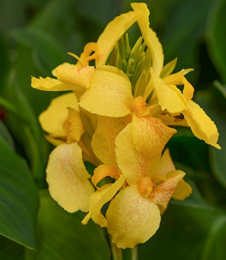 Canna Cannova Yellow (Canna Lily)