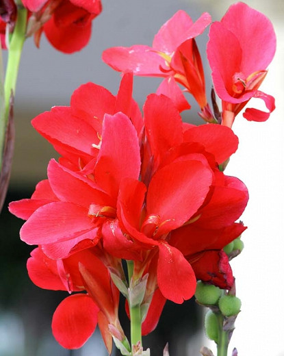 Canna Crimson Beauty (Canna Lily)