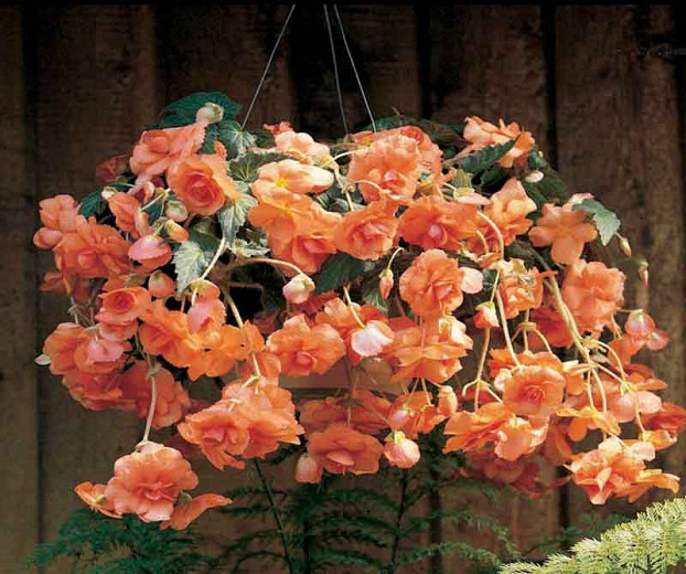 Begonia Hanging Basket Apricot