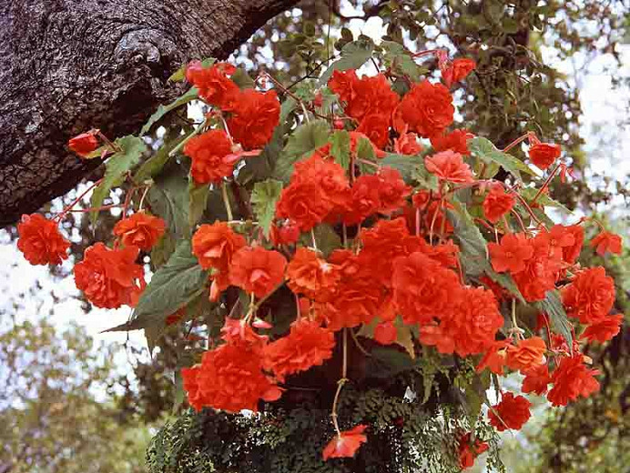 Begonia Hanging Basket Scarlet