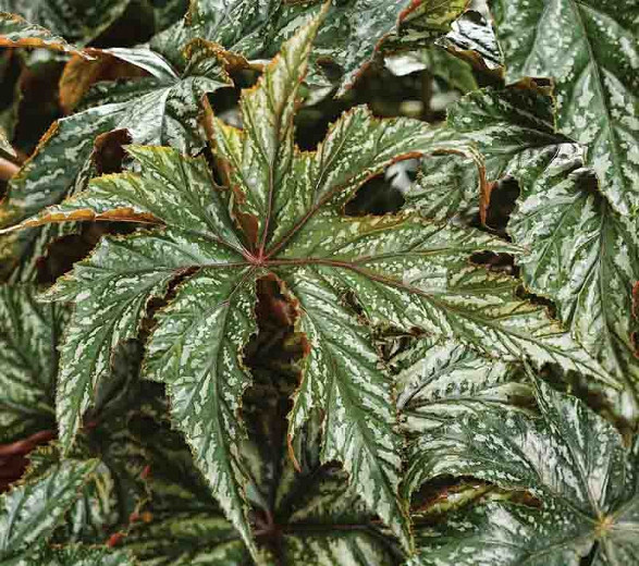 Begonia Gryphon (Cane Begonia)