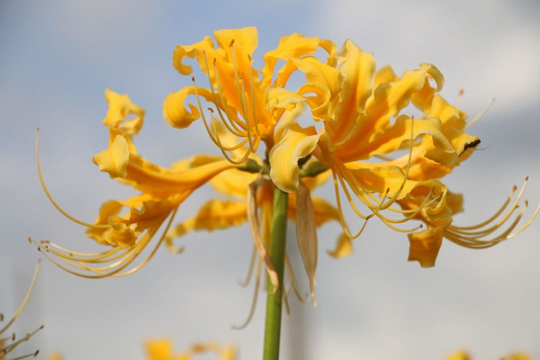 Lycoris aurea (Golden Spider Lily)