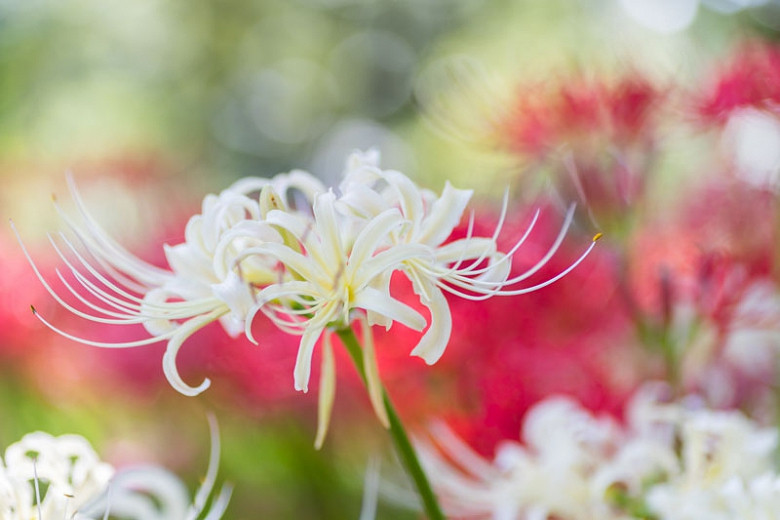 Lycoris albiflora (White Spider Lily)