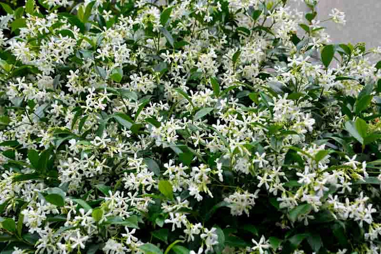 Trachelospermum asiaticum (Asiatic Jasmine)