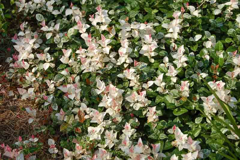 Trachelospermum asiaticum Snow-N-Summer (Asiatic Jasmine)