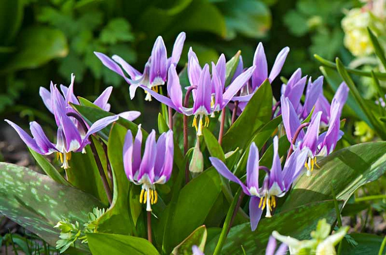 Erythronium dens-canis (Dogs Tooth Violet)