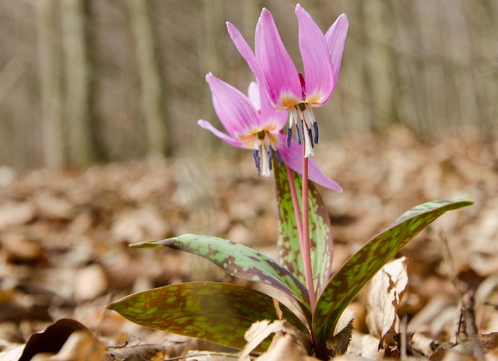Erythronium dens-canis Purple King (Dogs Tooth Violet)
