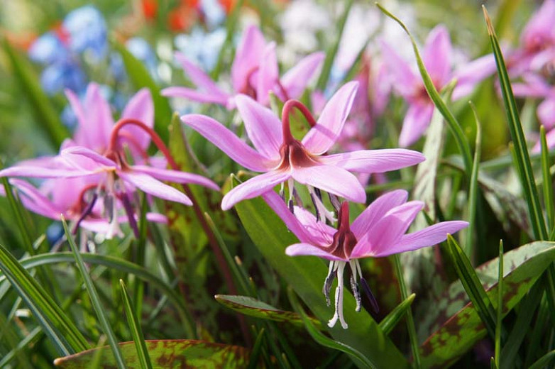 Erythronium dens-canis Rose Queen (Dogs Tooth Violet)