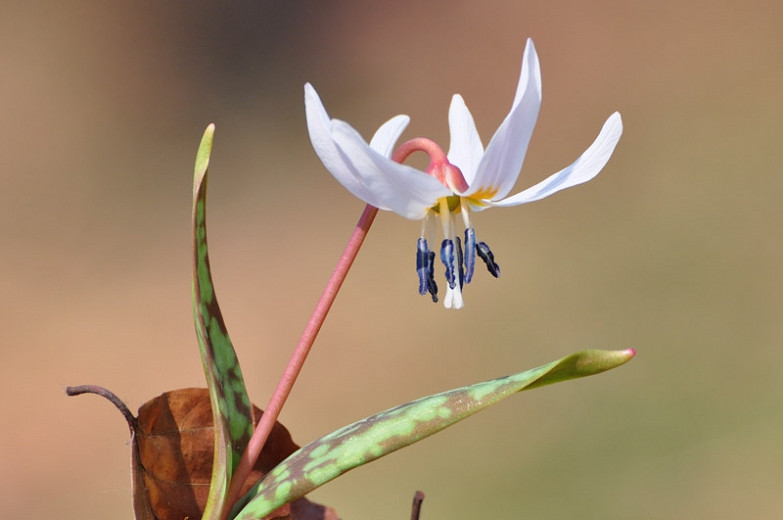 Erythronium dens-canis Snowflake (Dogs Tooth Violet)