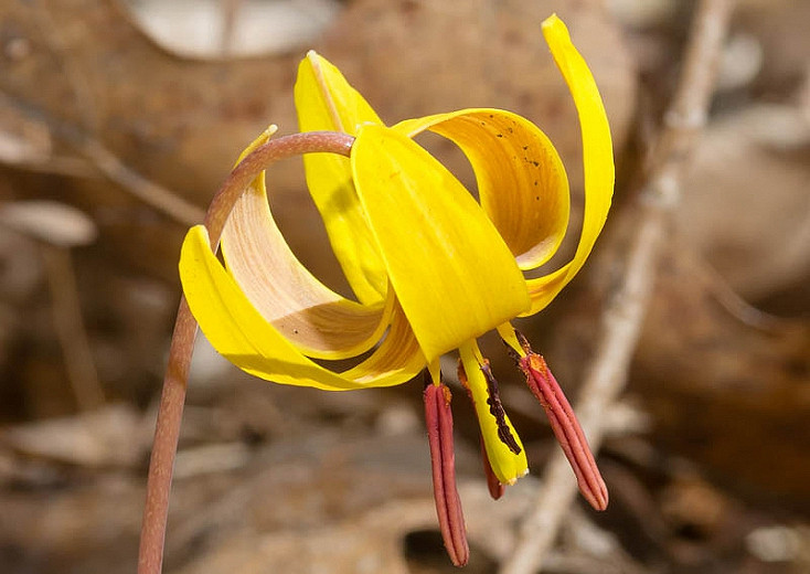 Erythronium americanum (Yellow Trout Lily)