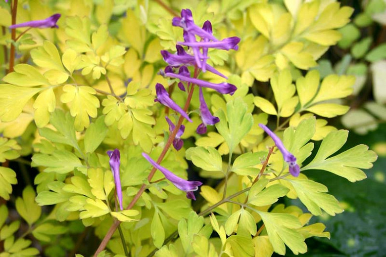 Corydalis shimienensis Berry Exciting (Fumewort)