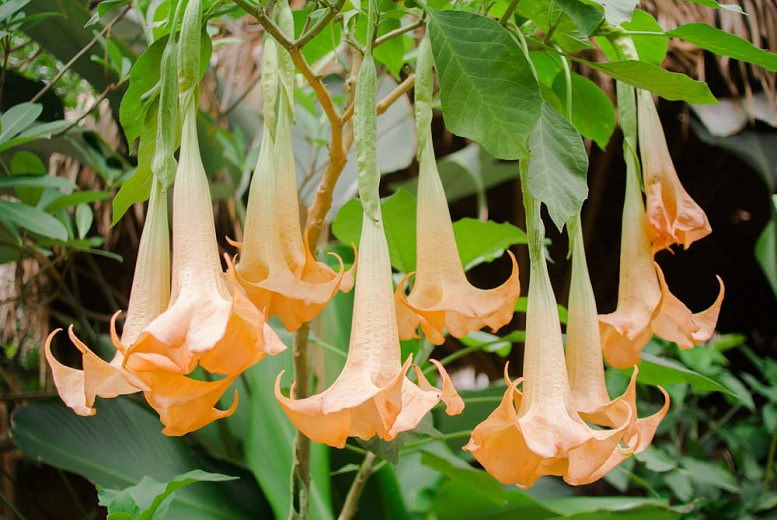 Brugmansia versicolor (Angels Trumpet)