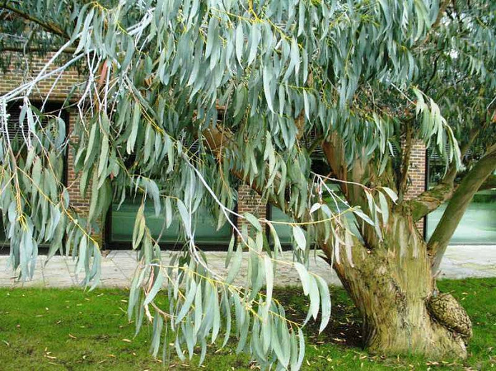 Eucalyptus perriniana (Spinning Gum)