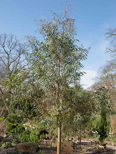 Eucalyptus nicholii (Narrow-leaved Peppermint)
