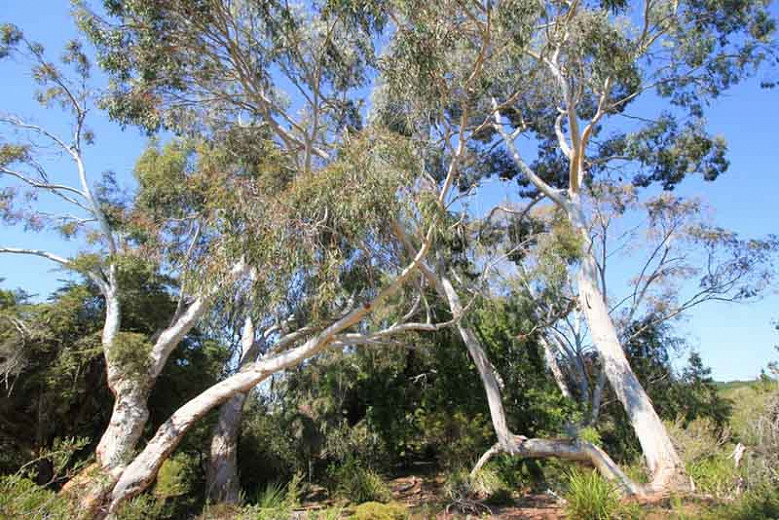 Eucalyptus rubida (Candlebark)