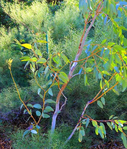 Eucalyptus pauciflora subsp. debeuzevillei (Jounama Snow Gum)