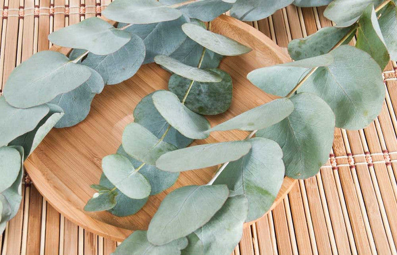 Eucalyptus cinerea (Argyle Apple)