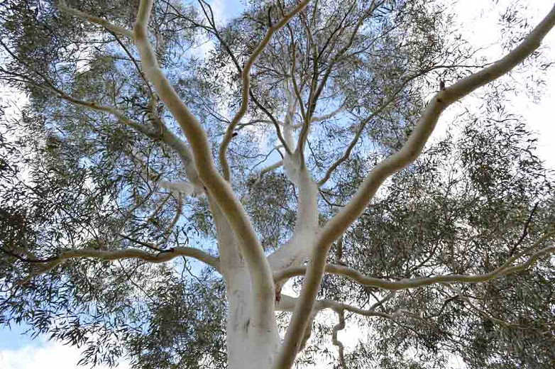 Eucalyptus dalrympleana (Mountain Gum)
