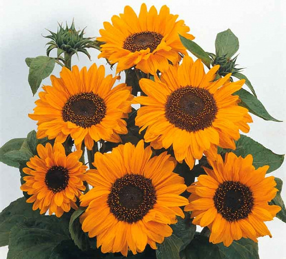 Helianthus annuus Soraya (Common Sunflower)
