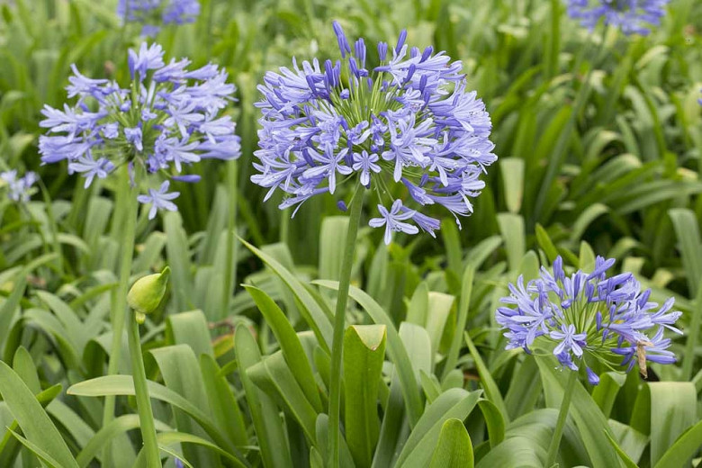Agapanthus Blue Heaven (African Lily)