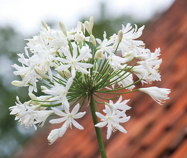 Agapanthus Polar Ice (African Lily)