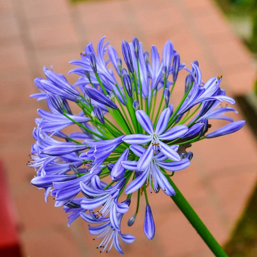 Agapanthus Midnight Star (African Lily)