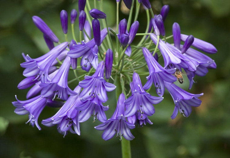Agapanthus Purple Cloud (African Lily)
