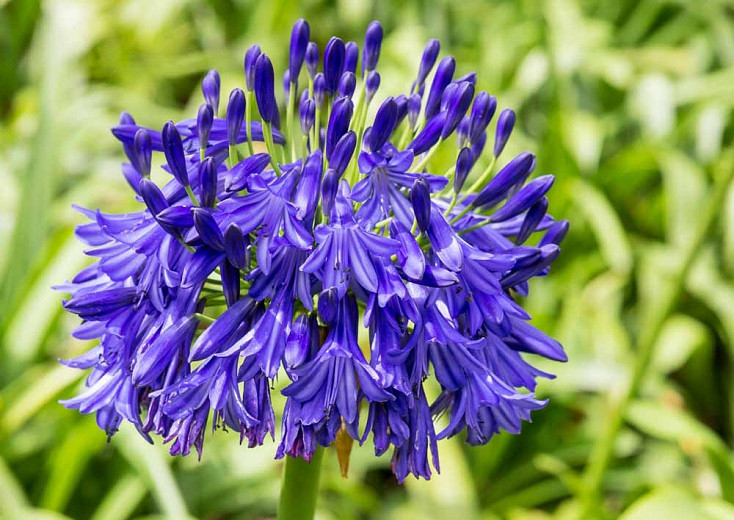Agapanthus Black Buddhist (African Lily)