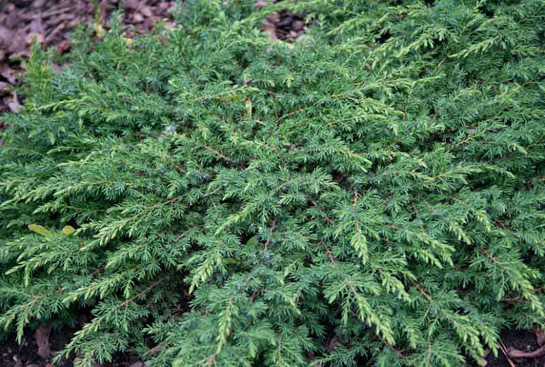 Juniperus communis Green Carpet (Common Juniper)