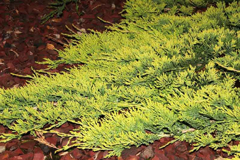 Juniperus horizontalis Golden Carpet (Creeping Juniper)