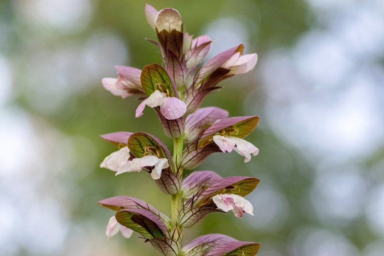 Acanthus hungaricus (Bears Breech)