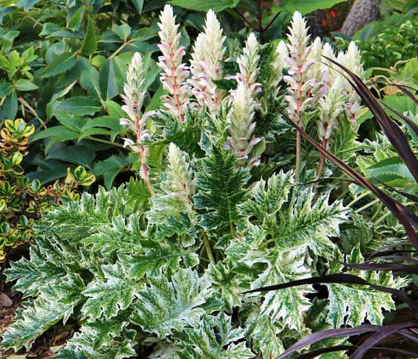 Acanthus Whitewater (Bears Breech)