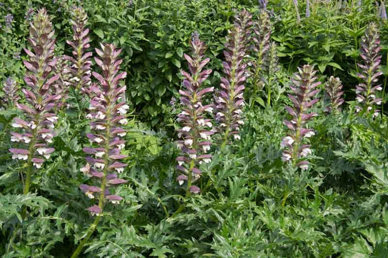 Acanthus spinosus (Armed Bears Breech)