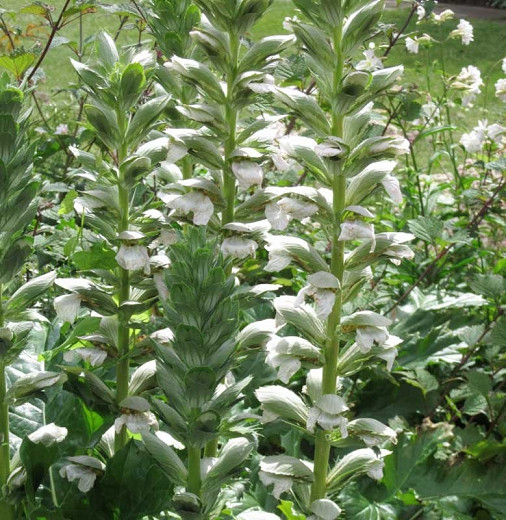 Acanthus mollis Rue Ledan (Bears Breech)