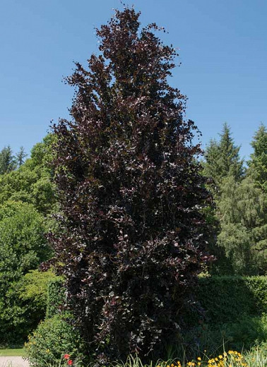 Fagus sylvatica Dawyck Purple (European Beech)