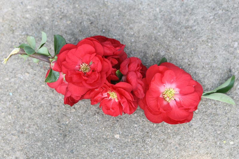 Chaenomeles speciosa Double Take® Scarlet (Japanese Quince)